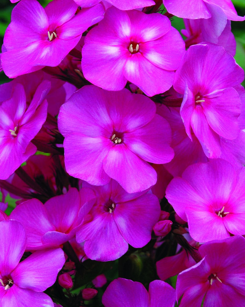 Bubblegum Pink™ Phlox (Phlox paniculata 'Ditomfra') - 1 gallon