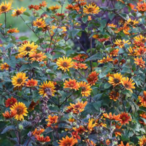 ‘Burning Hearts’ false sunflower (Heliopsis helianthoides 'Burning Hearts') - 1 gallon