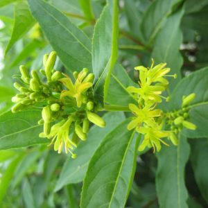 Butterfly Bush Honeysuckle (Diervilla sessilifolia 'Butterfly') - 3 gallon 12"