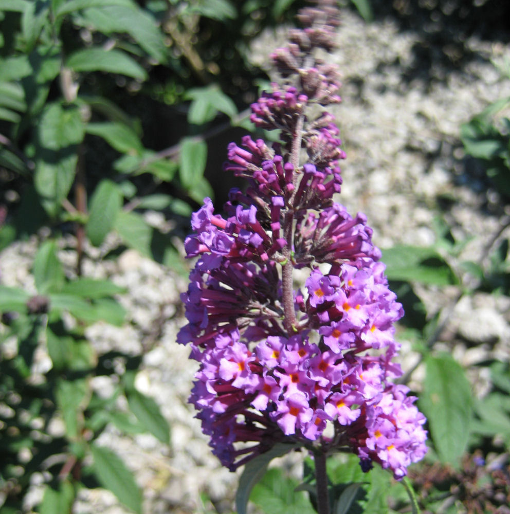 Butterfly Magic™ Butterfly Bush (Buddleia davidii 'Butterfly Magic') - 3 gallon 3/PER POT