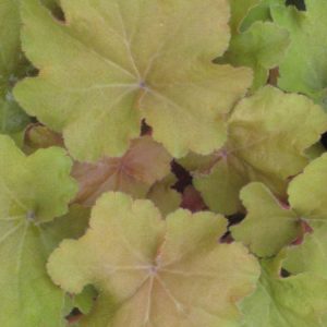 Caramel Coral Bells (Heuchera caramel 'Caramel') - 1 gallon
