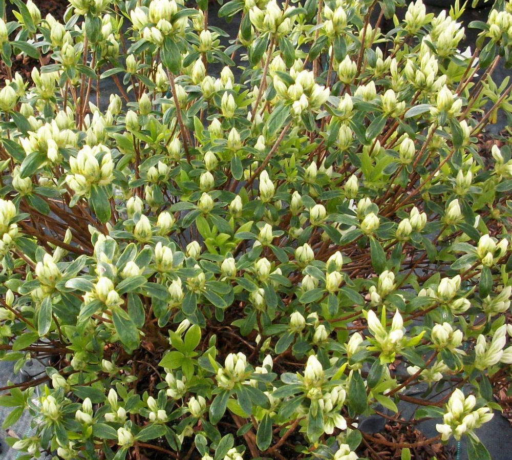 Cascade Azalea (Azalea x 'Cascade') - 1 gallon