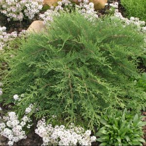 Celtic Pride® Siberian Cypress (Microbiota D 'Celtic Pride') - 3 gallon 15"