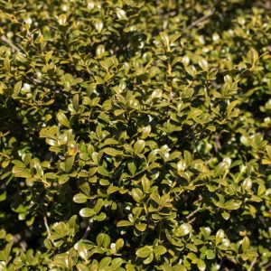 Chilly Willy Japanese Holly (Ilex crenata 'Winterscape Chilly Willy') - 3 gallon 15"