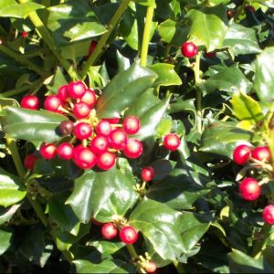China Dynasty (China Boy/China Girl) Holly (Ilex x mes. 'China Dynasty') - 3 gallon 15"