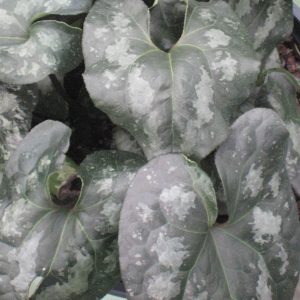 Chinese Wild Ginger (Asarum splendens) - 1 gallon
