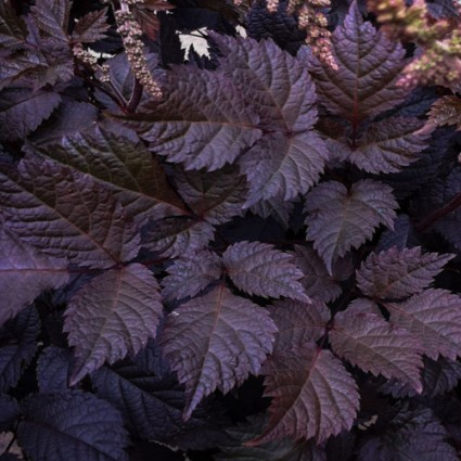 Chocolate Shogun Astilbe (Astilbe 'Chocolate Shogun') - 1 gallon