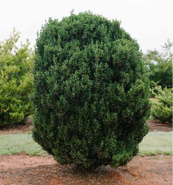 Chubby Hubby™ Japanese Holly (Ilex crenata 'Chubby Hubby') - 3 gallon