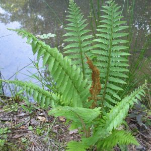 Cinnamon Fern (Osmundastrum 'Cinnamon') - 1 gallon