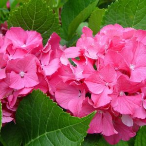 Color Fantasy® Hydrangea (Hydrangea macrophylla 'Color Fantasy') - 1 gallon