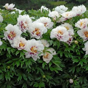 Cora Louise Itoh Peony (Paeonia x 'Cora Louise') - 2 gallon