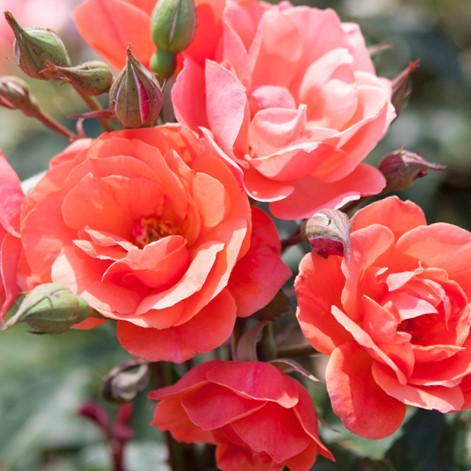 Coral Knock Out® Rose (Rosa K.O 'Radyod') - 3 gallon
