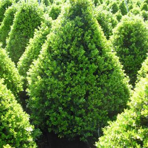 Cranberry Creek Boxwood (Buxus x 'Cranberry Creek') - 3 gallon 18"