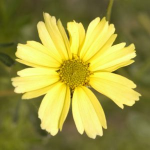 Creme Brulee™ Tickseed (Coreopsis verticillata 'Creme Brulee') - 1 gallon