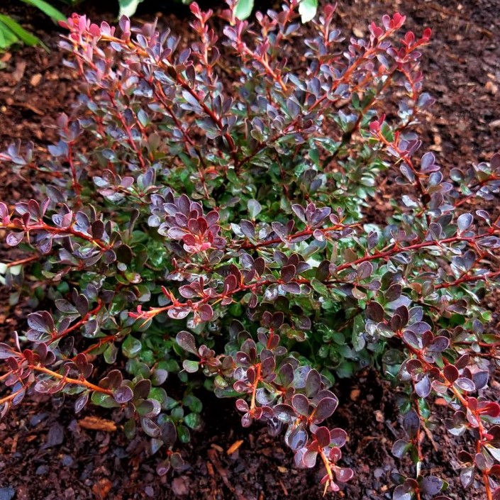 Crimson Cutie® Barberry (Berberis thunbergii 'Crimson Cutie' (UCONNBTCP4N)) - 2 gallon 10"