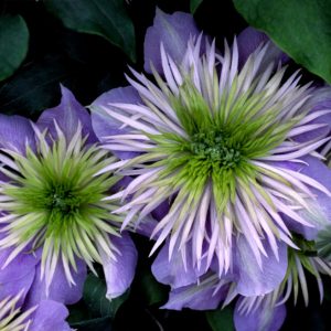 Crystal Fountain™ Clematis (Clematis crystal 'Crystal Fountain') - 1 gallon