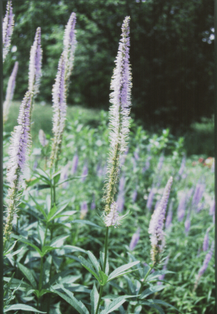 Culver's Root (Veronicastrum virginicum) - 1 gallon