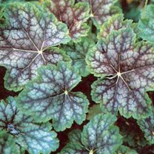 Dale's Strain Coral Bells (Heuchera americana 'Dale's Strain') - 1 gallon