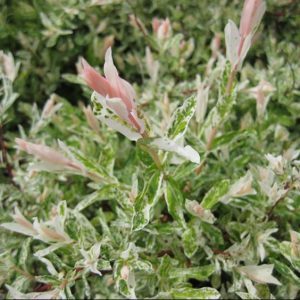 Dappled Willow (Salix integra 'Hakuro Nishiki') - 3 gallon 15"
