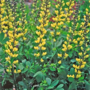 Decadence® 'Lemon Meringue' False Indigo (Baptisia x 'Lemon Meringue') - 1 gallon
