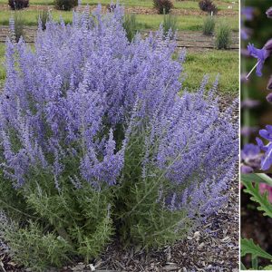 'Denim 'n Lace' Russian Sage (Perovskia atriplicifolia 'Denim N Lace') - 1 gallon