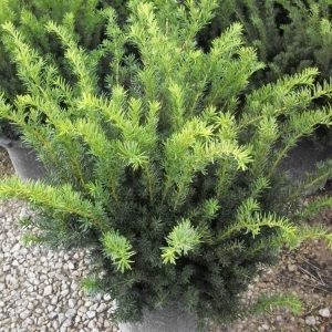 Densiformis Yew (Taxus x media 'Densiformis') - 3 gallon 12-15"