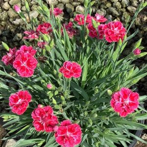 Dianthus Magenta Bicolor Pinks (Dianthus delilah 'Magenta Bicolor') - 1 gallon