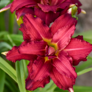Double Pardon Me Daylily (Hemerocallis double 'Pardon Me') - 1 gallon