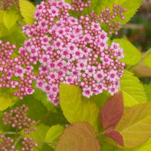 Double Play Big Bang® Spirea (Spiraea japonica 'Tracy') - 3 gallon 15"