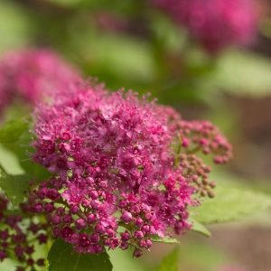 Double Play® Gold Spirea (Spiraea japonica 'Yan') - 3 gallon 12"
