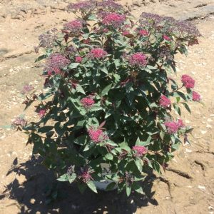 Double Play® Red Spirea (Spiraea JAP 'Dbl Play Red') - 3 gallon 15"