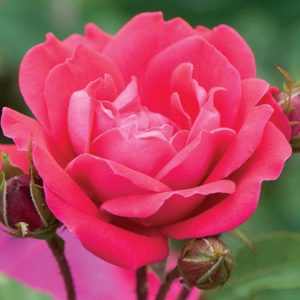 Double Red Knock Out® Rose (Rosa x Double Red Knock Out®) - 3 gallon