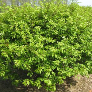 Dwarf Burning Bush (Euonymus alatus 'Compactus') - 3 gallon 15"