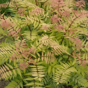 Dwarf Falsespirea (Sorbaria sorbifolia 'Sem') - 3 gallon 15"