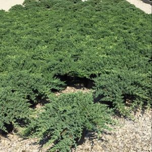 Dwarf Japanese Garden Juniper (Juniperus chinensis 'Nana') - 3 gallon 15"
