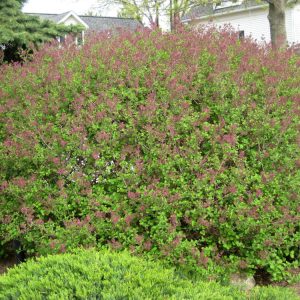 Dwarf Korean Lilac (Syringa meyeri 'Palibin') - 3 gallon 12"