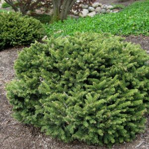 Dwarf Norway Spruce (Picea abies 'Pumila') - 3 gallon 12"
