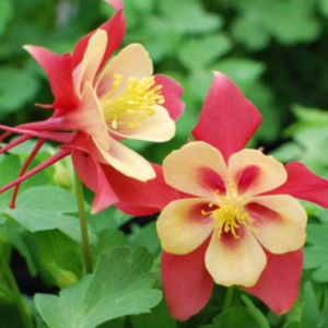 EarlyBird™ Red Yellow Columbine (Aquilegia 'Earlybird Red Yellow') - 1 gallon