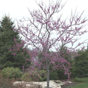 Eastern Redbud (Cercis canadensis) - 3 gallon