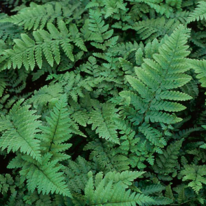 Eastern Wood Fern (Dryopteris 'Easternwood') - 1 gallon
