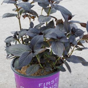 Eclipse® Bigleaf Hydrangea (Hydrangea macrophylla 'Eclipse') - 3 gallon