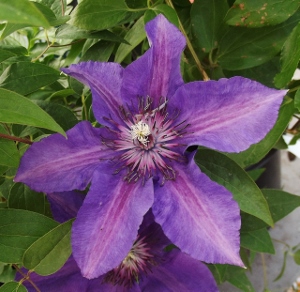 Edda™ Clematis (Clematis edda) - 1 gallon
