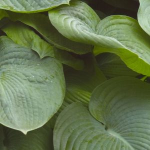 Elegans Plantain Lily (Hosta sieboldiana 'Elegans') - 1 gallon