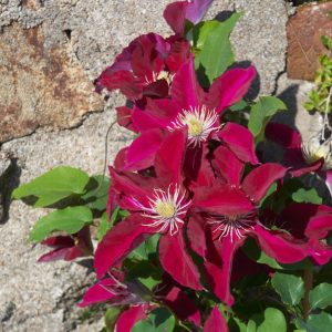 Elpis™ Clematis  (Clematis elpis) - 1 gallon