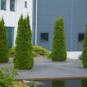 Emerald Green Arborvitae (Thuja occidentalis 'Smaragd') - 3 gallon 36"