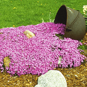 Emerald Pink Moss Phlox (Phlox subulata 'Emerald Pink') - 1 gallon