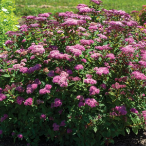 Empire® Ice Dragon™ Spiraea (Spiraea empire 'Ice Dragon') - 2 gallon 12"