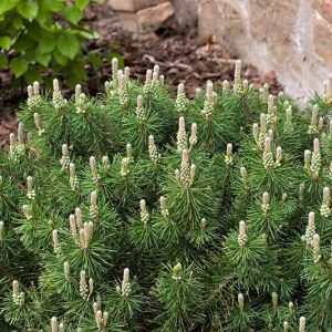 Enci Mugo Pine (Pinus mugo 'Enci') - 3 gallon 12"