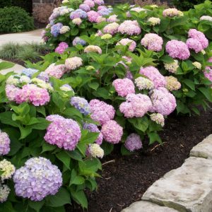 Endless Summer® The Original Hydrangea (Hydrangea macrophylla 'Bailmer') - 3 gallon