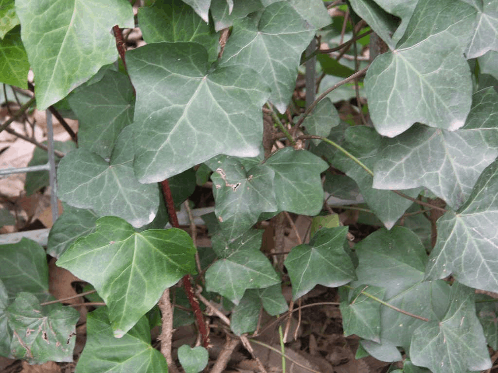 English Ivy (Hedera helix 'Hibernica') - 1 gallon